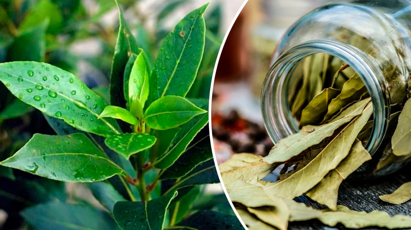 Дар от природы: лавровый лист, спасающий от давления, диабета и головной боли