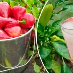 3 столовые ложки на 33 литра воды — главное удобрение для перца против гнили плодов