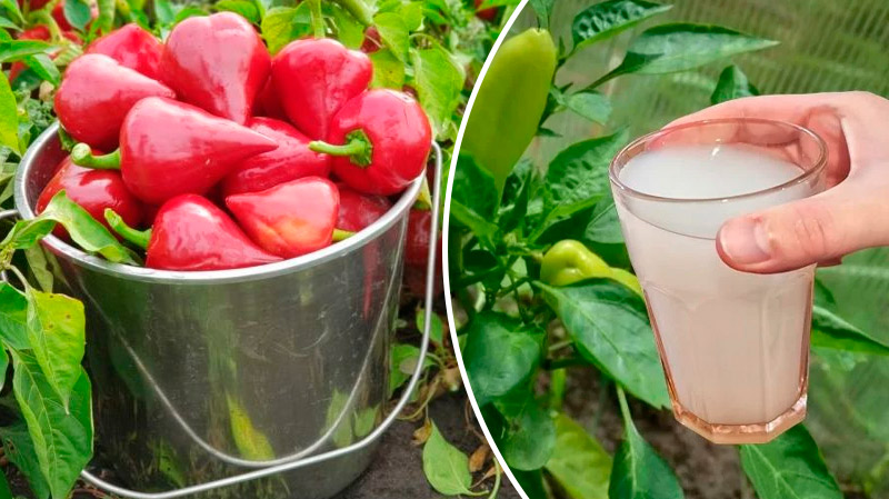 3 столовые ложки на 33 литра воды — главное удобрение для перца против гнили плодов