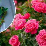 Летнее укоренение роз: способ, при котором приживается каждый черенок