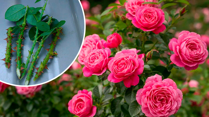 Летнее укоренение роз: способ, при котором приживается каждый черенок