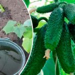 3 домашних удобрения для огурцов: урожая хватит на всех соседей и родственников! 14 3 домашних удобрения для огурцов: урожая хватит на всех соседей и родственников!