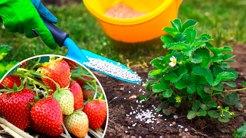 Самое время подкормить клубнику! Чем удобрять после цветения, чтобы ягоды наливались соком