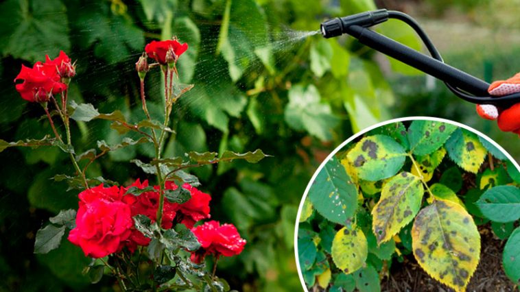 Как справиться с чёрной пятнистостью на розах — проверенный способ