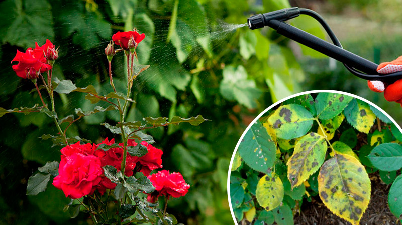 Как справиться с чёрной пятнистостью на розах — проверенный способ