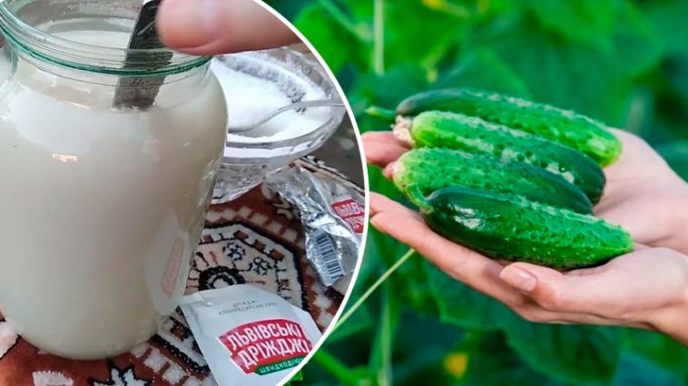 Зачем растениям дрожжи: польза и рецепты натуральной подкормки