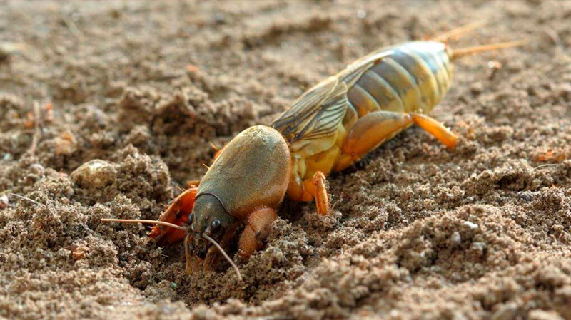 Как избавиться от медведки на огороде: простые и эффективные способы