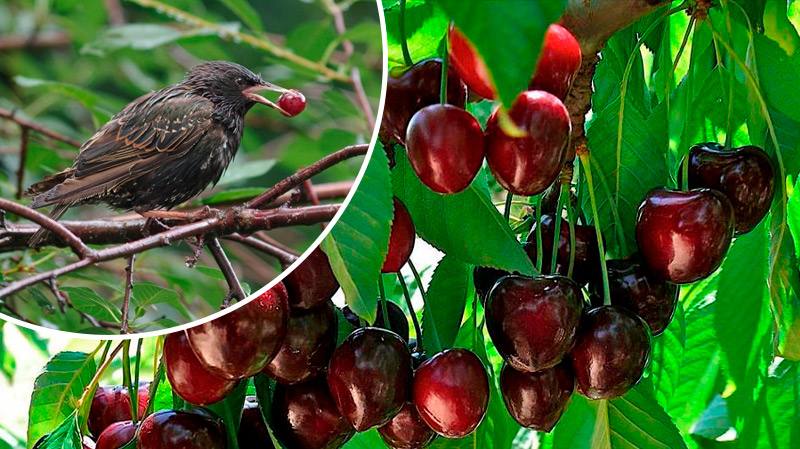 Как уберечь ягоды от птиц: простые и эффективные советы