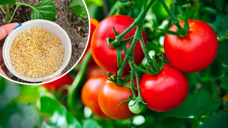 Всегда выбираю натуральную подкормку для помидоров: урожай каждый раз радует!