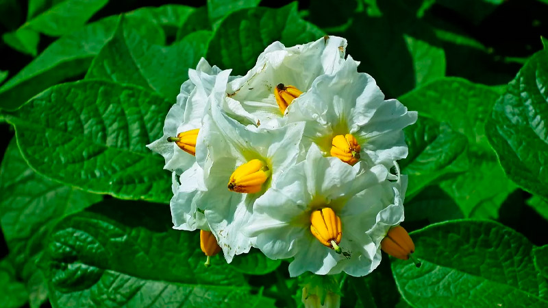 Цвет картофеля — настоящее благословение. Повторяйте лечение, пока не почувствуете себя восемнадцатилетними!