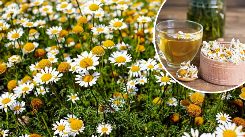 Ромашка — природное лекарство. Успейте заготовить это ценное растение!