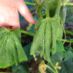 Листья огурцов вянут и сохнут? Не теряйте урожай – действуйте! 15 Листья огурцов вянут и сохнут? Не теряйте урожай – действуйте!