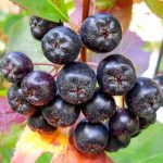 Черноплодная рябина — природный союзник вашего здоровья 11 Черноплодная рябина — природный союзник вашего здоровья