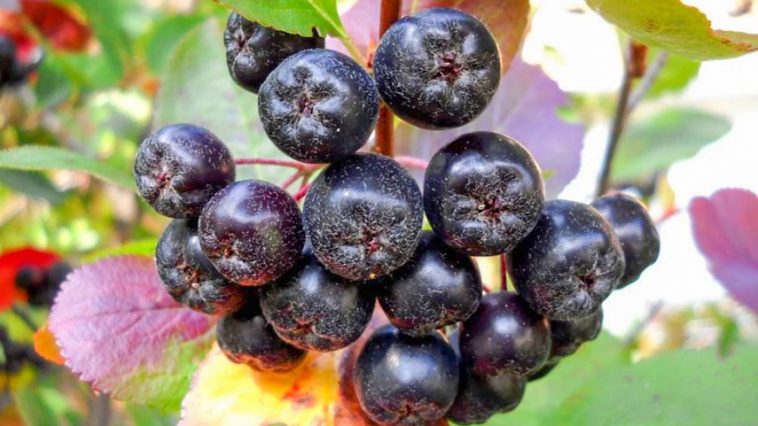 Черноплодная рябина — природный союзник вашего здоровья