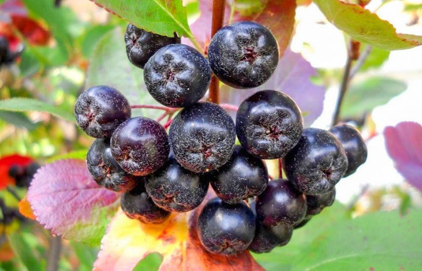 Черноплодная рябина — природный союзник вашего здоровья