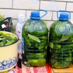 Домашние квашеные огурцы в бутылках — вкус как из бочки! 16 Домашние квашеные огурцы в бутылках — вкус как из бочки!