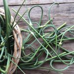 Когда обрезать стрелки у озимого чеснока и как правильно это делать 13 Когда обрезать стрелки у озимого чеснока и как правильно это делать