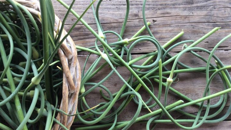 Когда обрезать стрелки у озимого чеснока и как правильно это делать