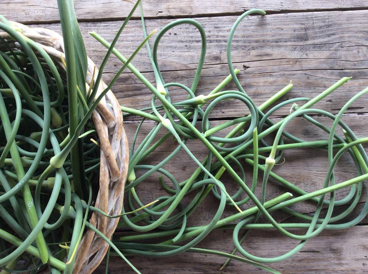 Когда обрезать стрелки у озимого чеснока и как правильно это делать