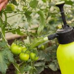 🌧 Как спасти овощи в холодное и дождливое лето: мой проверенный рецепт опрыскивания 13 tomaty 800x500 1
