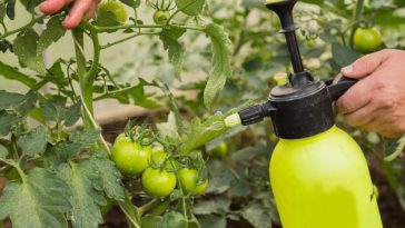 tomaty 800x500 1
