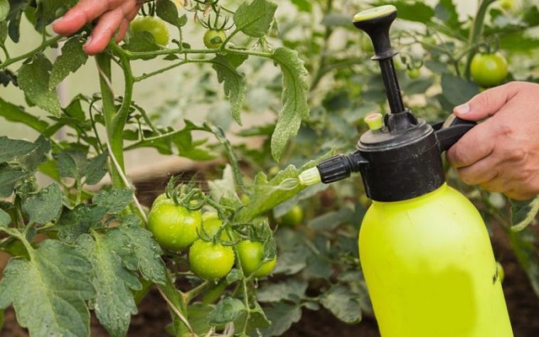 tomaty 800x500 1