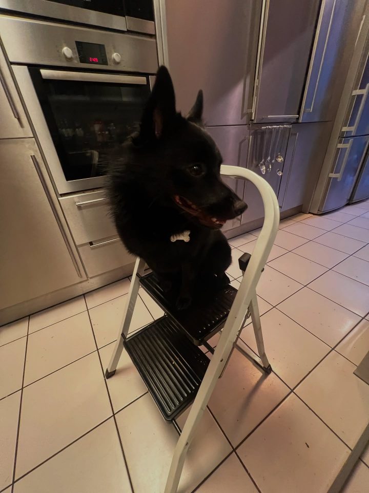 Максим Галкин