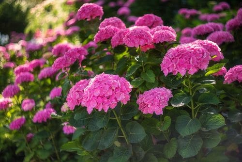 Как изменить цвет гортензии: пошаговое руководство для садоводов 🌸