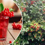 Калина: польза, способы применения и рецепты приготовления 15 Калина: польза, способы применения и рецепты приготовления