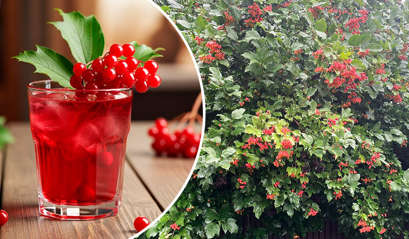 Калина: польза, способы применения и рецепты приготовления