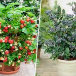7 лучших ягод для выращивания в контейнерах: идеальный выбор для балкона и террасы