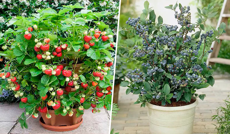 7 лучших ягод для выращивания в контейнерах: идеальный выбор для балкона и террасы