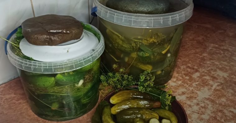 30 лет только по этому рецепту! Хрустящие квашеные огурцы, как из бочки у бабушки