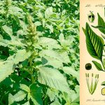 Амарант запрокинутый (Amaranthus retroflexus): польза, лечебные свойства и рецепты применения 14 Амарант запрокинутый (Amaranthus retroflexus): польза, лечебные свойства и рецепты применения