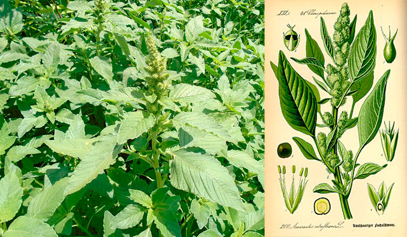 Амарант запрокинутый (Amaranthus retroflexus): польза, лечебные свойства и рецепты применения