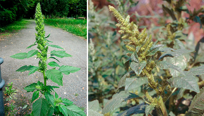 Амарант запрокинутый (Amaranthus retroflexus): польза, лечебные свойства и рецепты применения