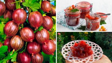 Изумрудное варенье из крыжовника с вишнёвыми листьями — королевский деликатес