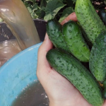 collage 2025 07 05T110559.906