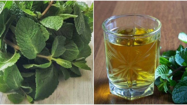 Домашняя настойка на мяте — ароматный и изысканный напиток