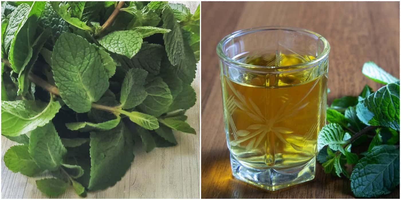 Домашняя настойка на мяте — ароматный и изысканный напиток