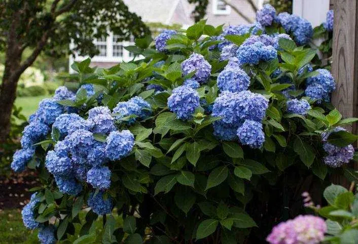 Как изменить цвет гортензии: пошаговое руководство для садоводов 🌸