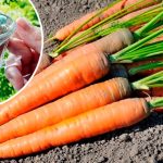 Успейте удвоить урожай моркови в июле! Простые и проверенные подкормки