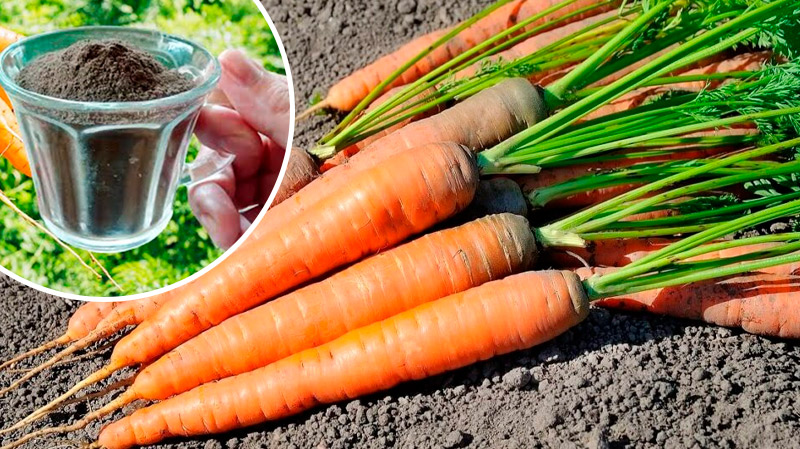 Успейте удвоить урожай моркови в июле! Простые и проверенные подкормки