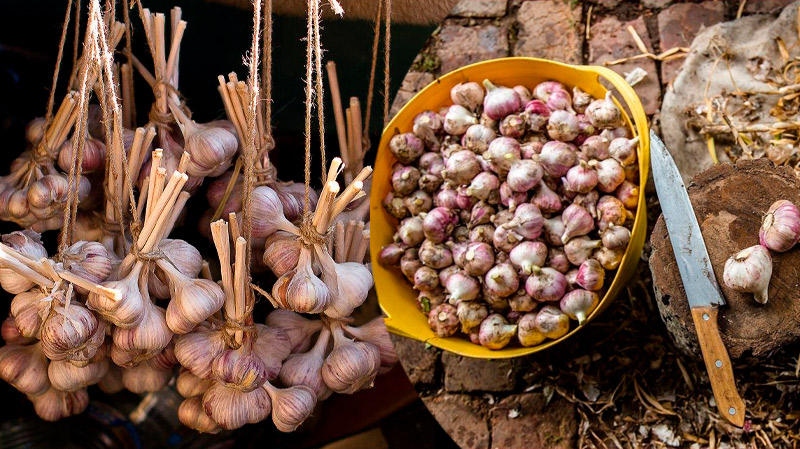 Никогда не делайте ЭТО с чесноком после выкопки — иначе он долго не пролежит!