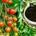 3 таблетки на 10 литров — и помидоры цветут как с ума зійшли! Июльская подкормка, запускающая урожай