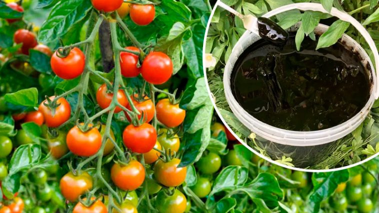 3 таблетки на 10 литров — и помидоры цветут как с ума зійшли! Июльская подкормка, запускающая урожай