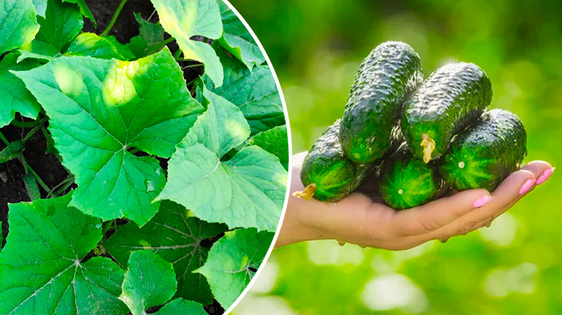 Чтобы огурчики не желтели: чем подкормить для хорошего урожая