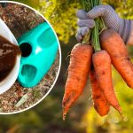 Жалею, что раньше не знала: как подкормить морковь, чтобы выросла крупной, сочной и сладкой 13 Жалею, что раньше не знала: как подкормить морковь, чтобы выросла крупной, сочной и сладкой