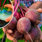 Как подкормить свёклу в июле, чтобы она была сладкой и долго хранилась