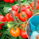 Дедовский эликсир для помидоров: кусты растут, как на дрожжах! 14 Дедовский эликсир для помидоров: кусты растут, как на дрожжах!